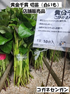 ■ 黄金千貫 白 芋 切 苗 800本 入り こがねせんがん ● さつまいも しろ いも サツマイモ 正規登録品種 土壌消毒