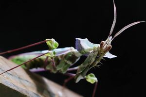 ニセハナマオウカマキリ 初齢~2齢 CBカマキリ 