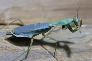 Prohierodula flavipennis 成虫 雌 CB カマキリ