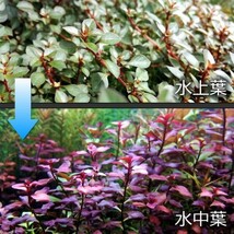 キューバパールグラス＆赤系有茎草セットA3 水上葉 水草 メダカ 熱帯魚 金魚 エビ 人気 おすすめA1_画像3