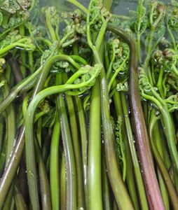 天然わらび　1kg ねばり　山わらび　わらび　山菜