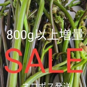 天然わらび　800g ねばり　山わらび　わらび　山菜　 生わらび