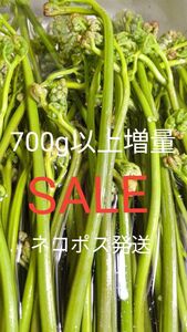 天然わらび　700g ねばり　山わらび　わらび　山菜　 生わらび　太め