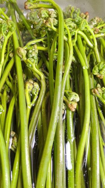 天然わらび　700g ねばり　わらび　山菜　