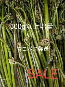 天然わらび　500g以上 ねばり　山わらび　太め　わらび　山菜