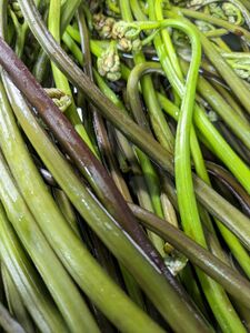 天然わらび　2kg ねばり　山わらび　わらび　山菜