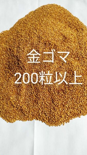 胡麻の種　金ゴマ　200粒以上