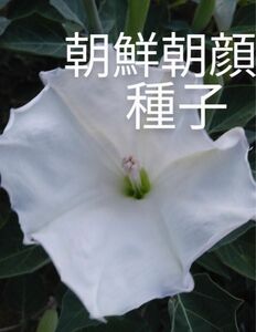 朝鮮朝顔　白花　花の種50粒以上