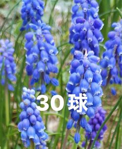 ムスカリ　青紫色　30球