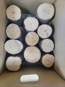 クワプラ購入品　産卵材 11本　ナラ上質材　産卵木 コナラ産卵木
