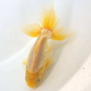 【白髪親爺】土佐錦（オス）2歳魚　9.3cm