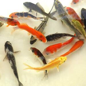 [ white . parent .] colored carp 10 pcs set 8~12cm degree 