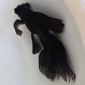 【白髪親爺】超ロングフィン！蝶尾（オス）2歳魚 12.4cmの画像5