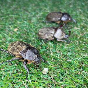 【爆産セット】サビイロカブト 成虫♂♀♀トリオＣＢＦ１ スラウェシ島パロロバル③