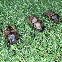 【爆産セット】サビイロカブト 成虫♂♀♀トリオＣＢＦ１ スラウェシ島パロロバル⑩_画像1