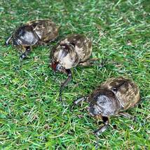 【爆産セット】サビイロカブト 成虫♂♀♀トリオＣＢＦ１ スラウェシ島パロロバル⑫_画像1