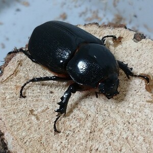 【後食済み2♀】ショーエンヘリーヘラヅノカブト