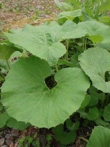 山野草　完全無農薬　フキ 　《20個》　ふき 　蕗　抜き苗　山野草 　宮崎県