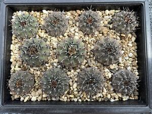 サボテン 多肉植物 （10#） 黒刺鳳頭　実生11本