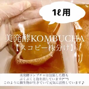 1リットル用　コンブチャ　マザー菌株　スコビー　スコビー株分け　紅茶きのこ