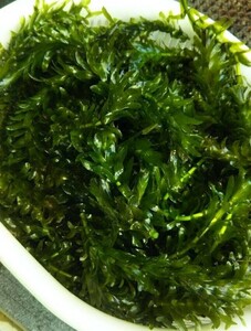 万能水草 (アナカリス） バケツ 2杯分 (約2.5kg）A