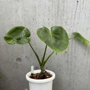 モンステラMonstera deliciosa 福助フォーム 奇形