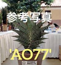 サンスベリア　ハイブリッド　'AO77' 多肉植物 レアなサンセベリア SANSEVIERIA NEW HIBRID'AO77'_画像1