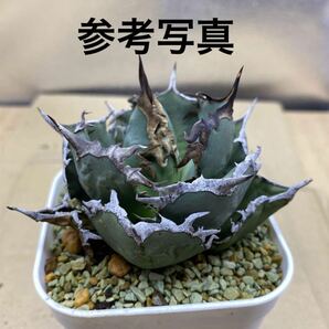 アガベ チタノタ FO 076太陽神 宝珠 大白棘 Agave Titanota 多肉植物 発根 レアな アガベチタノタの画像7