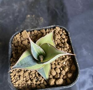 サンスベリア　ピングイキュラ　斑入り　多肉植物 Sansevieria Pinguicula Variegated レアなサンセベリア錦　