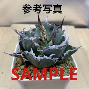 アガベ チタノタ FO 076太陽神 宝珠 大白棘 Agave Titanota 多肉植物 発根 レアな　アガベチタノタ 子株 多肉植物 オテロイ 強棘 