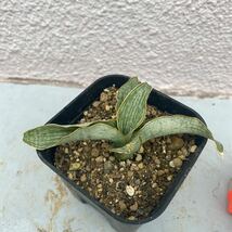 サンスベリア　ハイブリッド　'LAILY' SANSEVIERIA NEW HYBRID 'LAILY' レアな　サンセベリア　多肉植物　_画像4