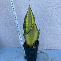 サンスベリア トリファシアタ ‘PULSAR' Sansevieria trifasciata ‘PULSAR' 植物 レアな　サンセベリア錦_画像10