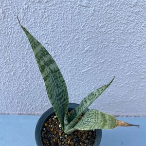  sansevieria hybrid ' Lynn bar ' SANSEVIERIA NEW HIBRID 'RIMBA' succulent plant rare . sun sebe rear 