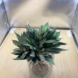 アガベ チタノタ フィリグリー agave titanota filigree 多肉植物　レアな　アガベ　