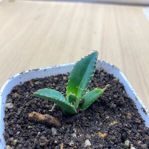 アガベ チタノタ FO 076太陽神 宝珠 大白棘 Agave Titanota 多肉植物 発根 レアな アガベチタノタの画像1