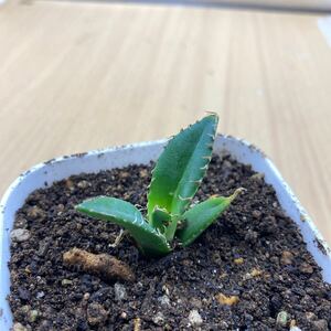 アガベ チタノタ FO 076太陽神 宝珠 大白棘 Agave Titanota 多肉植物 発根 レアな　アガベチタノタ