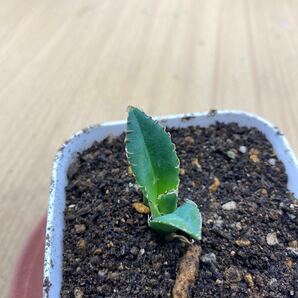 アガベ チタノタ FO 076太陽神 宝珠 大白棘 Agave Titanota 多肉植物 発根 レアな アガベチタノタの画像2