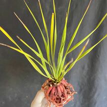 ユッカ ロストラータ サファイアスカイズ Yucca rostrata 'Sapphire Skies' Yucca 多肉植物 塊根植物 ユッカロストラータ _画像8