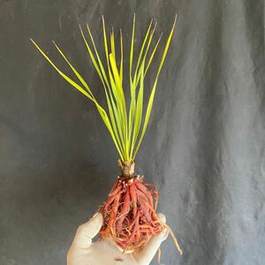 ユッカ ロストラータ サファイアスカイズ Yucca rostrata 'Sapphire Skies' Yucca 多肉植物 塊根植物 ユッカロストラータ 