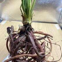 ユッカ ロストラータ サファイアスカイズ Yucca rostrata 'Sapphire Skies' Yucca 多肉植物 塊根植物 ユッカロストラータ ユッカ　#1_画像4