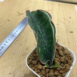 サンスベリア マフィンガ km12 斑入り SANSEVIERIA MAFINGA KM12 variegated 多肉植物 レアなサンセベリア錦