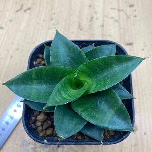 サンスベリア　ハイブリッド　SANSEVIERIA NEW HIBRID レアな　サンセベリア　多肉植物 希少種　アガベ 特美苗 