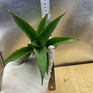 サンスベリア　ハイブリッド　'AGATHA' トップカット　SANSEVIERIA NEW HIBRID 'AGATHA' レアな　サンセベリア　多肉植物