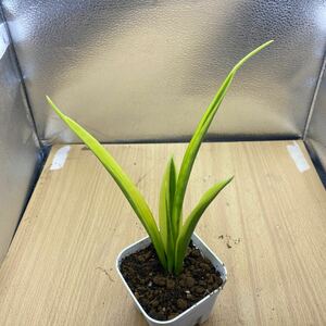 サンスベリア　 'PARVA LANCET' 黄斑入り レアな　サンセベリア　錦　SANSEVIERIA TRIFASCIATA 'PARVA LANCET' 斑入り株 