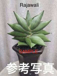 サンスベリア　ハイブリッド　'ラジャワリ’ SANSEVIERIA HYBRID RAJAWALI レアな　サンセベリア　多肉植物 苗 ラジャワリ’ 