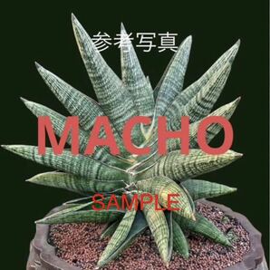 サンスベリア ハイブリッド 'マチョー' SANSEVIERIA NEW HYBRID 'MACHO' レアな サンセベリア 多肉植物 の画像6