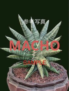 サンスベリア　ハイブリッド　'マチョー' SANSEVIERIA NEW HYBRID 'MACHO' レアな　サンセベリア　多肉植物 