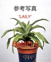 サンスベリア　ハイブリッド　'LAILY' SANSEVIERIA NEW HYBRID 'LAILY' レアな　サンセベリア　多肉植物　_画像1