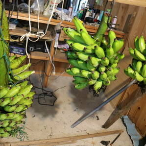 沖縄から安心安全バナナ