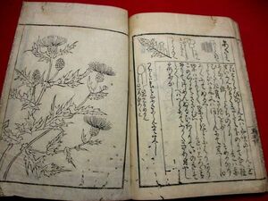 a616◇ 花紅葉都錦上　植物図鑑　寛延2年　本草　園芸　華道　和本 古書 古文書